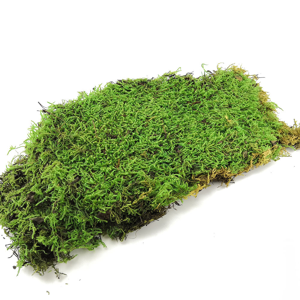 Flat Moss 